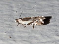 Ancylis discigerana
