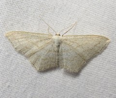 Scopula junctaria
