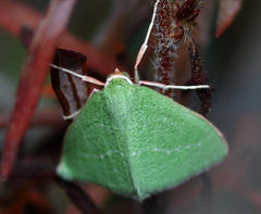 Synchlora faseolaria