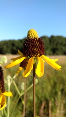 Rudbeckia texana