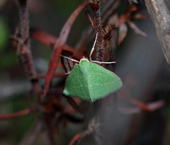 Synchlora faseolaria