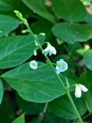 Hylodesmum pauciflorum