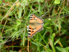 Aglais caschmirensis