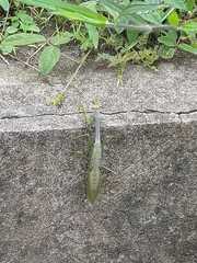 Stagmatoptera supplicaria
