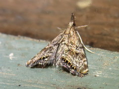 Glaucocharis dilatella