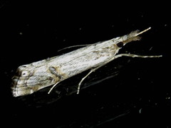 Hednota longipalpella