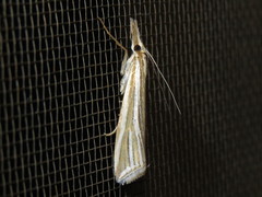 Hednota relatalis