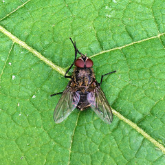 Pollenia rudis