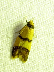 Heteroteucha translatella