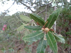 Quercus eduardii