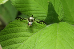 Proanoplomus japonicus