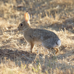 Desert Cottontail photo 2