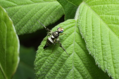 Proanoplomus japonicus