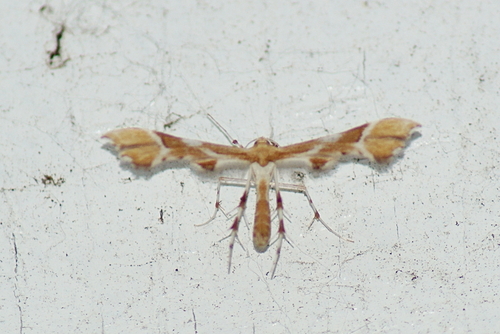 Rose Plume Moth photo 3