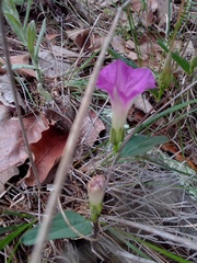 Ipomoea madrensis