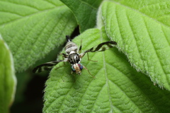 Proanoplomus japonicus