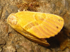 Euproctis subflava