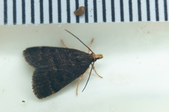 Loxostegopsis merrickalis
