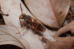 Nomada japonica