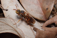 Nomada japonica