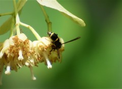 Parancistrocerus pensylvanicus