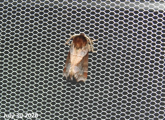 Gonoclostera timoniorum