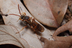 Nomada japonica