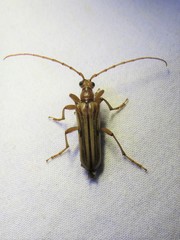 Ortholeptura valida