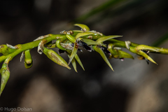 Bulbophyllum exaltatum