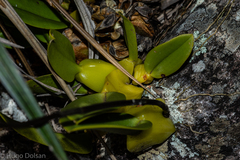 Bulbophyllum exaltatum