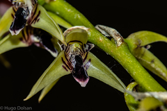 Bulbophyllum exaltatum