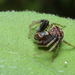 波紋花蟹蛛 - Photo 由 harum.koh 所上傳的 (c) harum.koh，保留部份權利CC BY-NC-SA