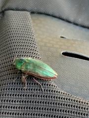 Buprestis adjecta