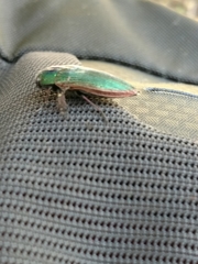 Buprestis adjecta