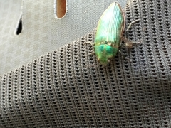 Buprestis adjecta