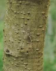 Neotama mexicana