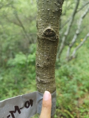 Neotama mexicana