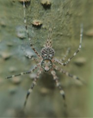 Neotama mexicana