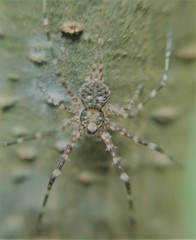 Neotama mexicana