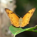 Lachnoptera ayresii - Photo (c) 2014 Simon J. Tonge, algunos derechos reservados (CC BY)