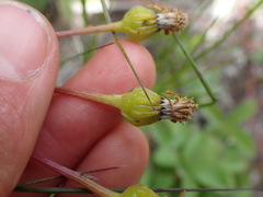 Senecio lugens