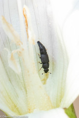 Conotelus obscurus