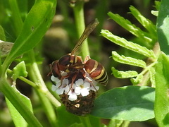 Euodynerus annulatus
