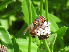Euodynerus annulatus