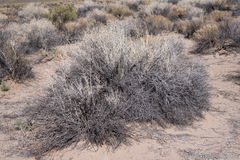 Tetradymia tetrameres