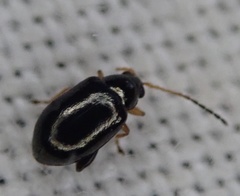 Aphthona