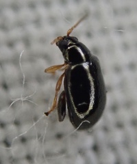 Aphthona