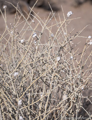Tetradymia tetrameres