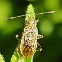 Stictopleurus punctatonervosus