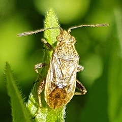 Stictopleurus punctatonervosus